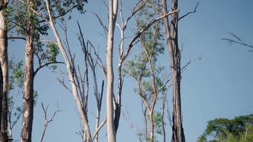 Camera smoothly gliding through a grove of eucalyptus trees, capturing the serene beauty of the fore
