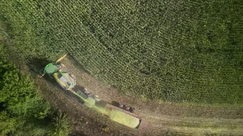 Harvesting Corn Crop with Tractor from Above
