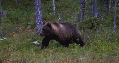 An adult brown bear runs for the forest looking for food