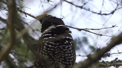 Closeup Portrait Of A Spruce Grouse, Algonquin Park Wildlife