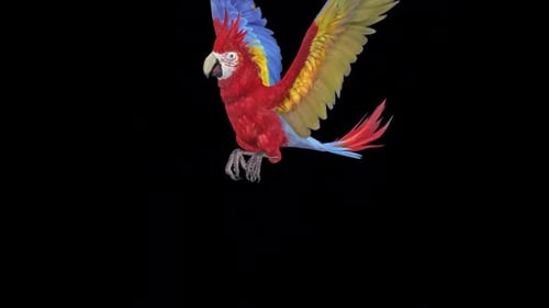 3D Realistic Macaw Parrot Flying Animation