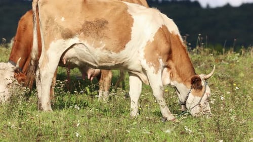 Cows On Green Meadow - wide