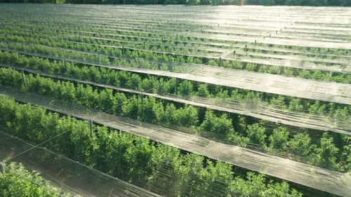 Orchard Covered with Shading Nets to Protect Fragile Trees
