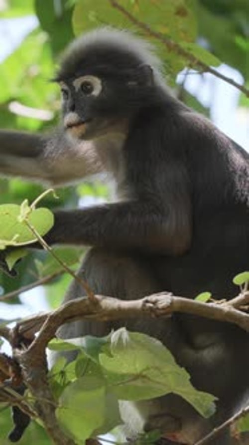 Singes à feuilles sombres en Malaisie à la verticale