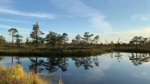Beautiful Reflection Of Trees And Clouds In Blue Sky In Swamp On A Sunny Day. - hyperlapse