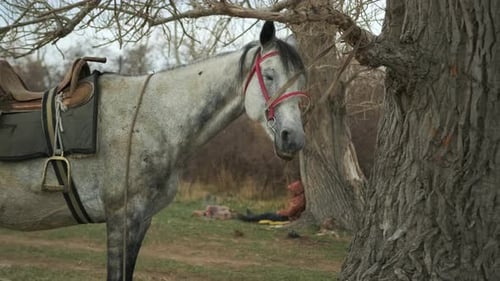 Beautiful gray horse with a bridle tied to a branch, standing near tree on a countryside
