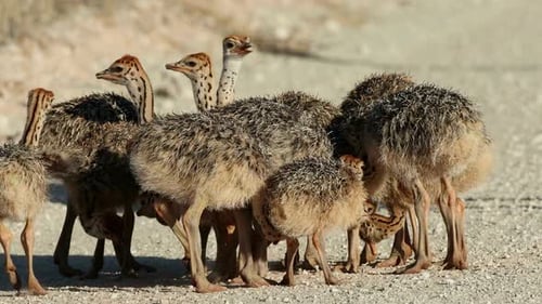 Straußenküken im natürlichen Lebensraum - Kalahari-Wüste