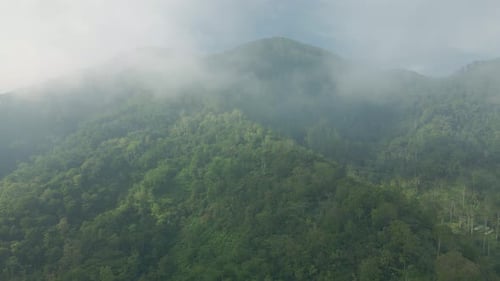 Mist on the treetop from aerial view. Misty morning in mountain forest. Drone footage of mixed fores