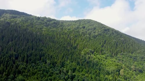 Aerial view of mountain with pine trees 4K