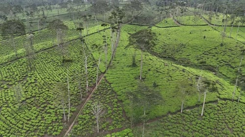 Tea Field Wonosobo