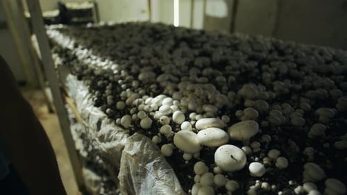 Ernte weißer Champignonpilze. Viele Champignonpilze. Pilzzuchtbetrieb. Industriell