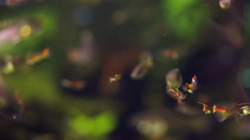 Endler Livebearer schwimmt zusammen