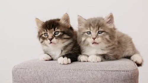 Funny Kittens schaut aus Neugier aus und dreht gleichzeitig den Kopf nach links und rechts