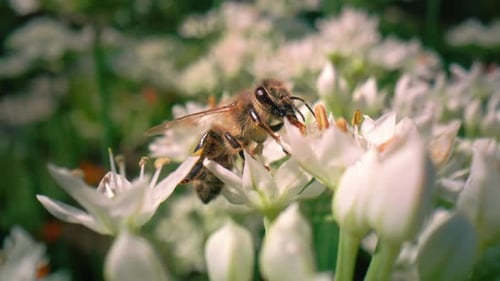 Close up of honey bee walking on flower and looking for pollen. Shot with RED helium camera in 8K.