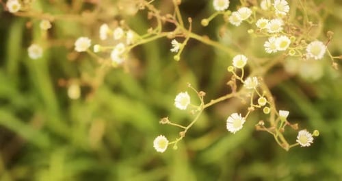 Macro close-up of common white wildflowers starting to dry out in a Kansas meadow