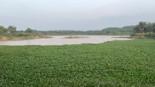 natural river in the forest