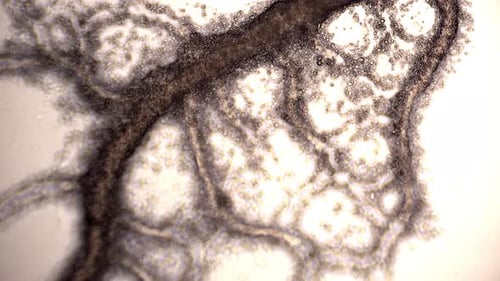Vue microscopique de la moisissure visqueuse Physarum polycephalum montrant une inversion du flux cytoplasmique