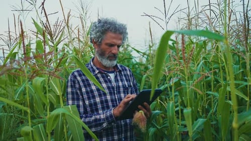 Man Using Tablet in Lush Corn Field