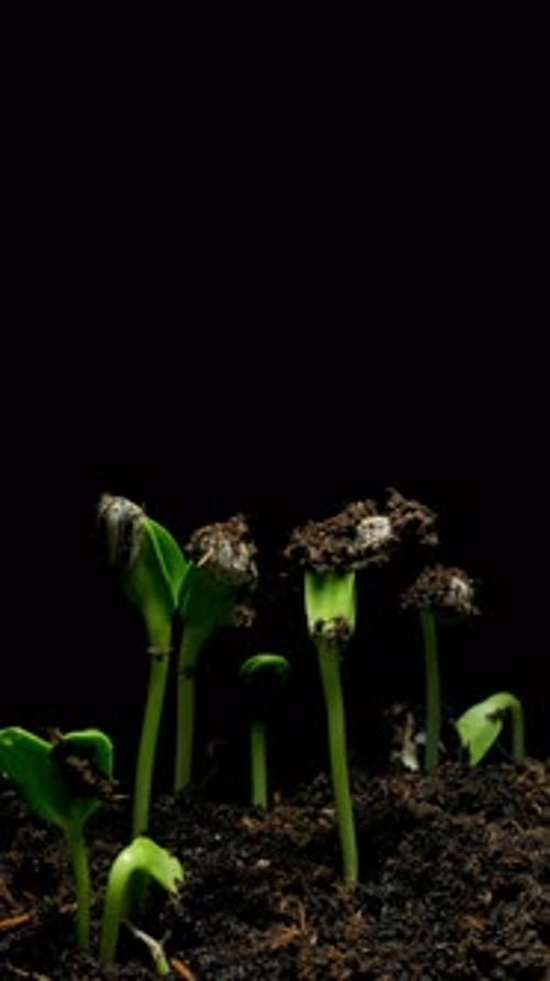 Seeds Germinate and Grow in Time Lapse Footage