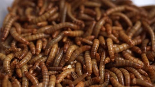 Squirming Brown Mealworms Close Up