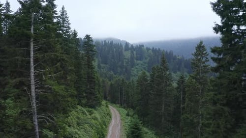 Misty Pine Forest and Forest Road Aerial View