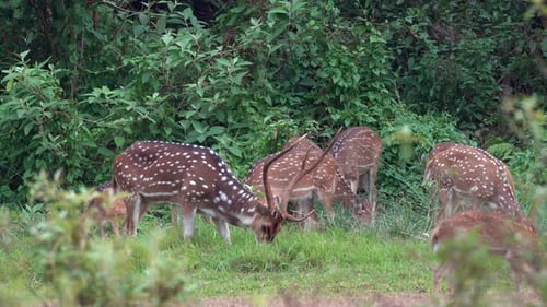 A small herd of spotted deer grazing at the edge of the forest.
