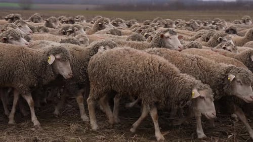 Herd of Sheep 31