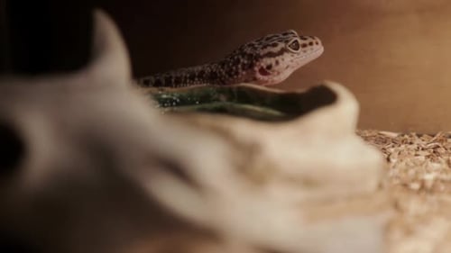 A leopard gecko inside its enclosure.