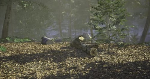 Forest Clearing with Fallen Logs and Greenery in Soft Morning Light
