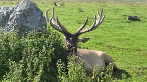 Stag deer curiously looks towards camera - close up on head with medium antlers.