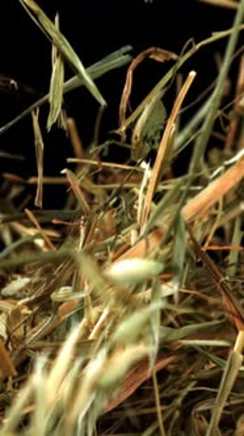 Hay Flies and Falls on a Black Background Filmed on a Highspeed Camera at 1000 Fps