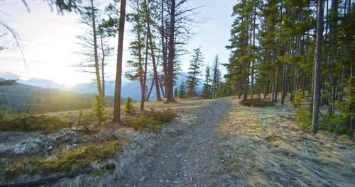 caminho na floresta chuvosa em um dia sombrio