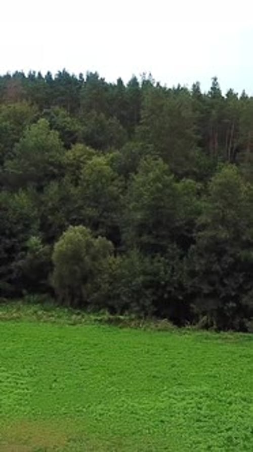 Native Forest Landscape From Drone. Beautiful aerial view over the tops of pine forest
