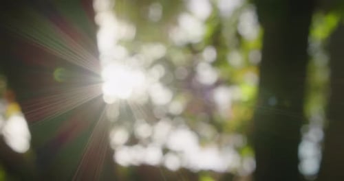 Rays of sunlight break through the foliage of tree crown. Beautiful natural green sunshine bokeh bac