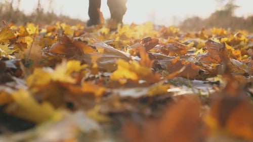 Feet of Male Sportsman Running in Autumn Park Stepping on Color Fallen Leaves Silhouette Legs of