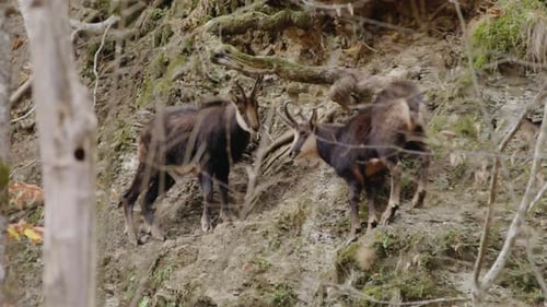 Dos cabras gamuzas salvajes de pie en la empinada ladera de una montaña rocosa en el bosque