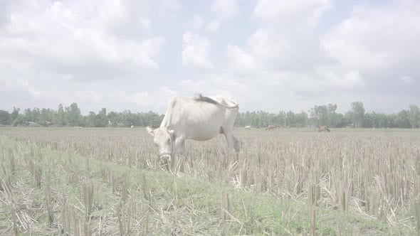 Cow eating roots in the paddy field after the crops has been cut down ...