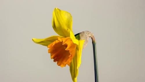 Daffodil Narcissus Easter Spring Spring