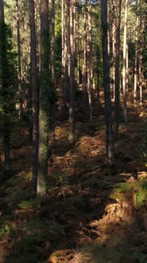 Forward aerial moving view of forest trees in autumn 02