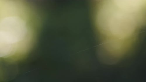 Single spider web silk string thread shining in wind on green bokeh background