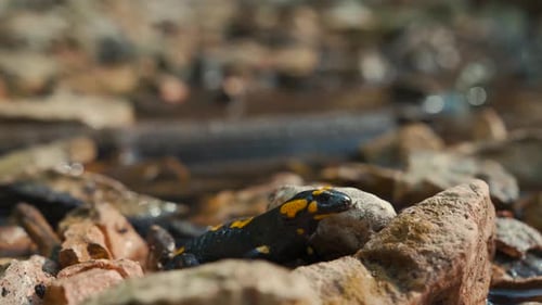 Fire salamander close up spotted black yellow European Salamandra. Amphibian in the forest