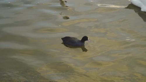 CHEW VALLEY, SOMERSET, UNITED KINGDOM, December 30, 2019: Coot birds (Fulica rallidae) walking and s