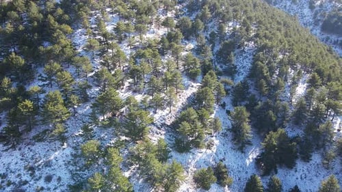 Snow Cover Forest