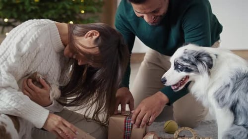 Couple Opening Christmas Gifts with Adorable Dogs