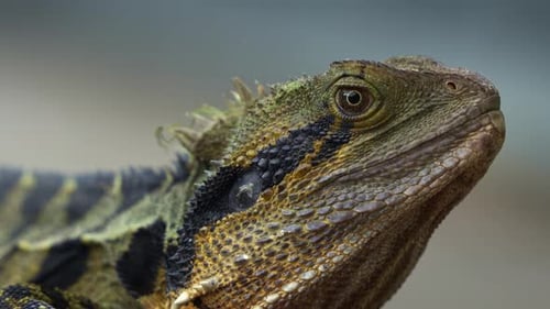 Close up shot capturing the details of a wild Australian water dragon, intellagama lesueurii basking