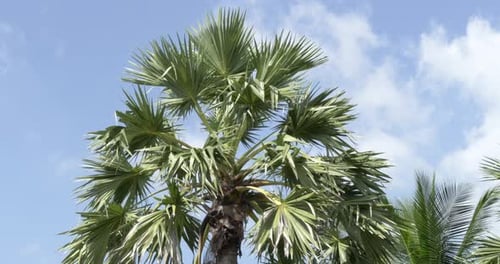 Palm Trees Swaying in the Gentle Breeze