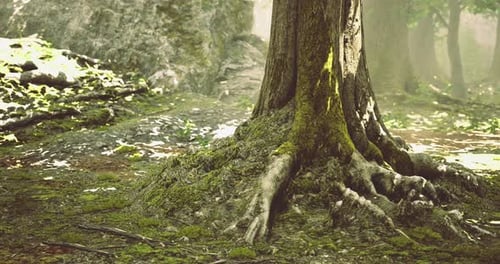 Majestic Tree with Roots in a Peaceful Forest Setting During Daylight