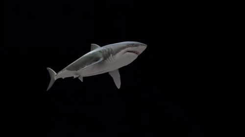 Realistic 3D Great White Shark Swimming on Alpha Channel