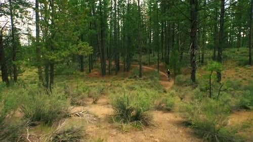 Mountain biker rides Oregon bike trail through gorgeous bend Oregon wilderness