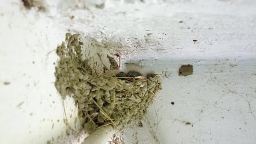 Baby Birds Nestlings Hatchlings Awaiting Feeding Close Up